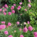 Armeria maritima